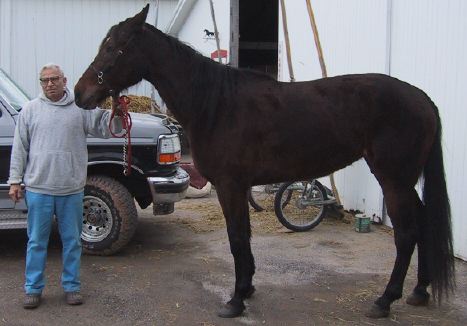 Trainer John Catrone with Swing Anna Miss